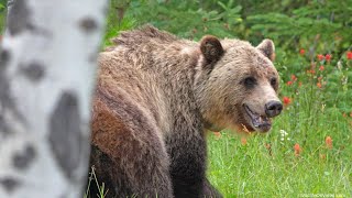 Grizzly Bears Start Appearing Again for Berry Season