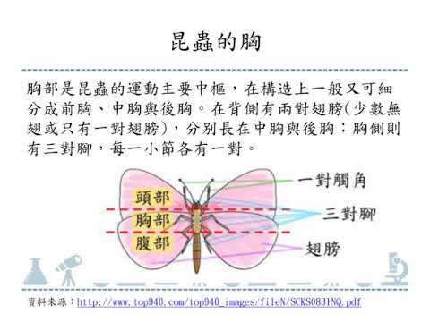 昆蟲的特徵 - YouTube