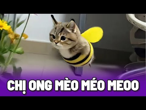 Khi loài Mèo nghĩ rằng mình cũng có thể bay như chim 😂