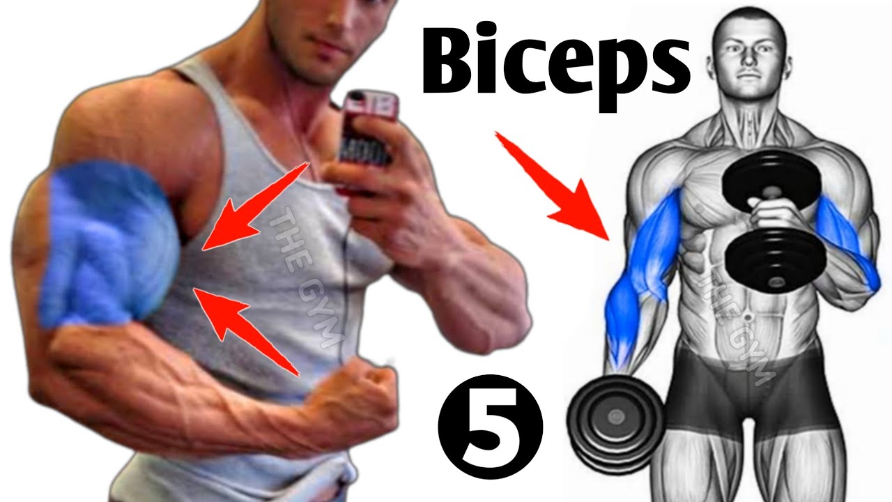 5 Super Exercises to Get Bigger Biceps Workout at Gym