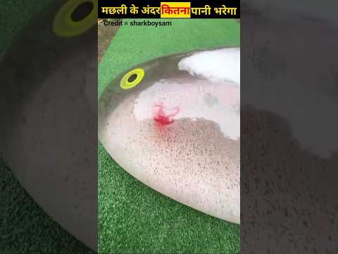 मछली के अंदर कितना पानी भरेगा #shorts