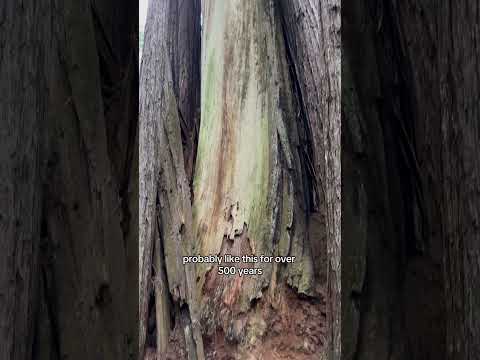 The Tallest Trees In The World Live For Thousands of Years - The Old Growth Redwoods