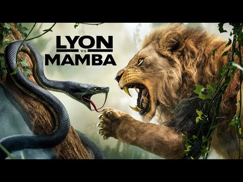 Leónes 🦁 Vs Mamba Negra 🐍⚫ Documental Lyon vs Snake 😱