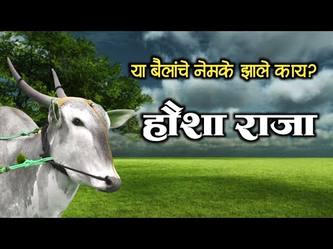 हौशा राजा | या बैलांचे झाले काय? #cowvideos #khilar  #farmer