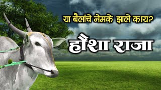 हौशा राजा | या बैलांचे झाले काय? #cowvideos #khilar  #farmer