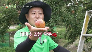 신농사직설 시즌3_제1회_영천 자두1편 다시보기