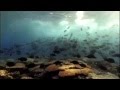 Marine Biology: Fish Migration and Adaptation