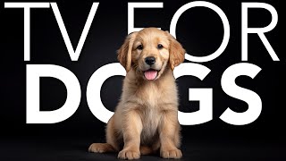 20 HOURS of Dog Adventure TV 💖🦮 Virtual Forest Walks for Dogs: Stay-In Adventures
