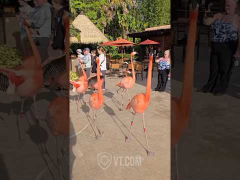 Flamboyant Flamingos Strut Like Supermodels on a Runway 🦩🔥