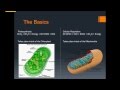 Photosynthesis and Cellular Respiration Concepts