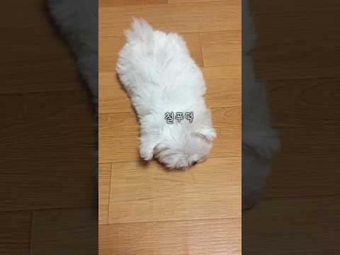 아가 땐 착했는데...
