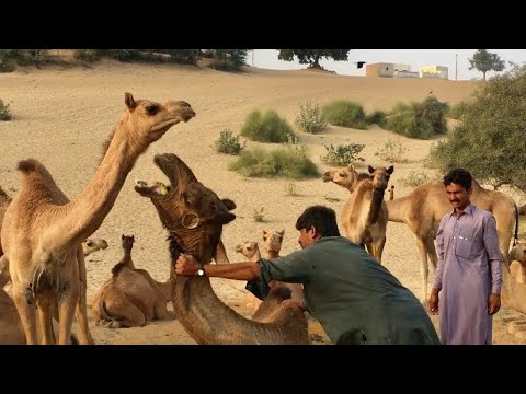 Camel sound video | صوت الجمل فيديو | animal sound