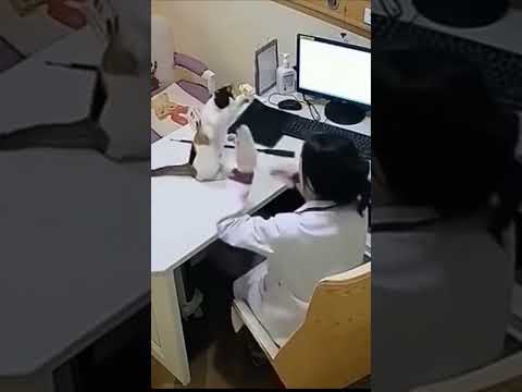 수의사가 직업만족도 좋은이유