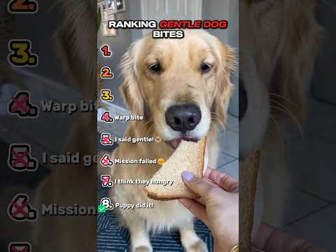 Ranking Best of Gentle Dog Bites