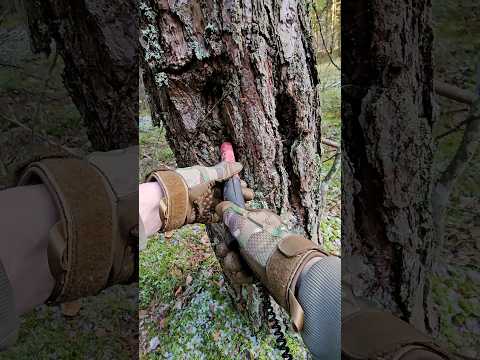 Oh ho ho... A strange man hid a beautiful thing in a tree! I found her.