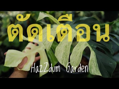 Hazzdum-Garden รักที่สุดลูกชายแม่-shorts-คนไทยในต่างแดน ตัดเตือน @Hazzdum Garden