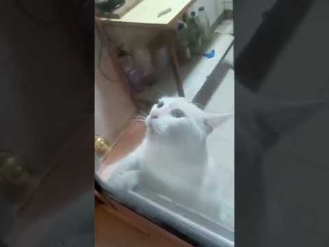 Профессиональный ловец мышей: Кот в шоке от мышей! | Кот испугался |