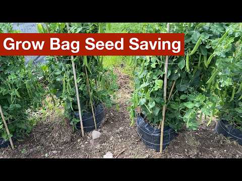 Grow Bag Seed Saving