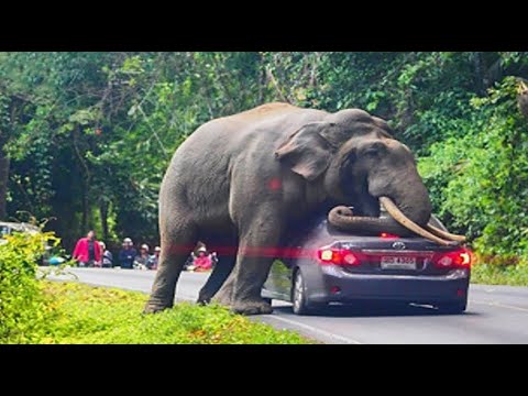 47 Moments Angry Elephant Attack At Cars And Tourists In A Frenzied Rampage | Animal Fight