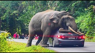 47 Moments Angry Elephant Attack At Cars And Tourists In A Frenzied Rampage | Animal Fight