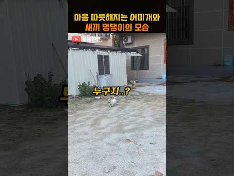 마음 따뜻해지는 어미개와 새끼댕댕이의 모습
