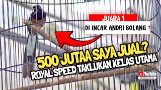 DI INCAR ANDRI BOLANG❓️500 JUTA SAYA JUAL ‼️MB ROYAL SPEED || ADI JAGAL ROJOKOYO