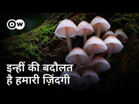 फंगी की जादुई दुनिया जो अरबों साल से जिंदा है [The Wonderful World of Fungi] | DW Documentary हिन्दी