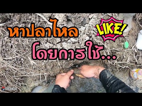 หาปลาไหล ด้วยวิธีใหม่ ที่ไม่เคยบอกใครมาก่อน (โปรดดูด้วยความบันเทิงเท่านั้น)