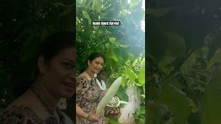 పిచ్చుక పొట్లకాయలు .. @MADGARDENER  #plants #garden #organic  #farming