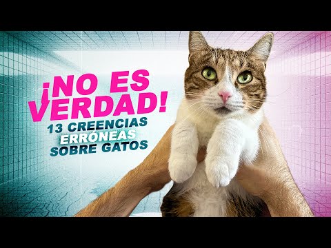 13 CREENCIAS ERRÓNEAS que (seguramente) tienes SOBRE TU GATO 😼❌🤔