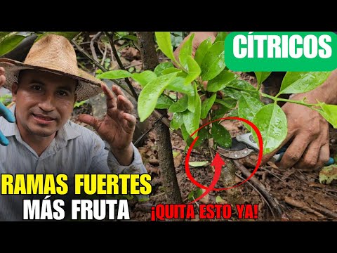 Si NO haces esto, tus LIMONEROS y NARANJOS no producirán bien 👉✅