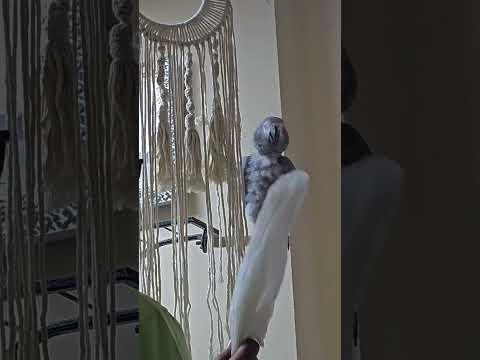 അച്ഛന്റെ കയ്യിന്ന് അടി കിട്ടാതിരിക്കാൻ കുട്ടുമോന്റെ ഓരോ സൂത്രങ്ങൾ 😁😉 #parrot #birds #pets #cute