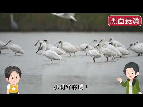 5下ch3動物的遷徙 - YouTube(2分20秒)