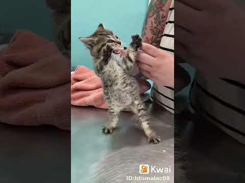 انا جعانة #catmeme #funny #catvideos #اكسبلور #الشعب_الصيني_ماله_حل #cat #لايك
