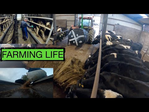 "A DAY IN MY LIFE"  REAL LIFE DAIRY FARMING -- IT'S A LIFESTYLE NOT A JOB --