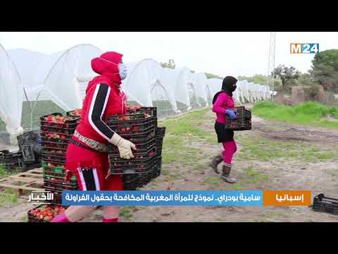 سامية بودراي.. نموذج للمرأة المغربية المكافحة بحقول الفراولة بإسبانيا