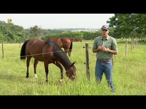 O que é horsemanship, saiba mais!