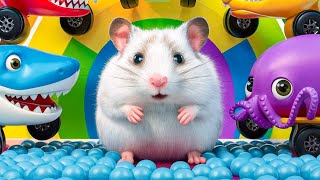 Hamster Maze Challenge: What's Hiding at the End of This Epic Labyrinth?