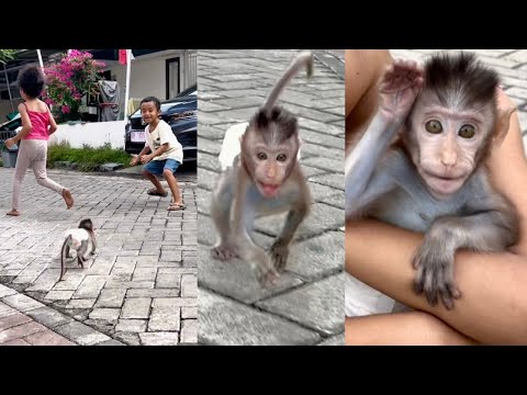 So Exciting Baby Monkey Didi Plays Chasing With New Friends