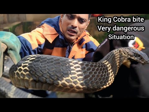 6ft King cobra bite कर ले तो एक हाथी को मार सकता है If a king cobra bites, it can kill an elephant