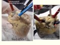 Heart Anatomy and Dissection Concepts