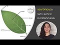 Photosynthesis and Leaf Structure Concepts