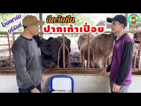 ฉีดวัคซีนปากเท้าเปื่อยด้วยตนเองพ่อลูกOKFINZOKFARM