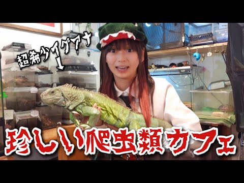 激レアな爬虫類がいる「はちゅカフェ」が激アツすぎる🔥