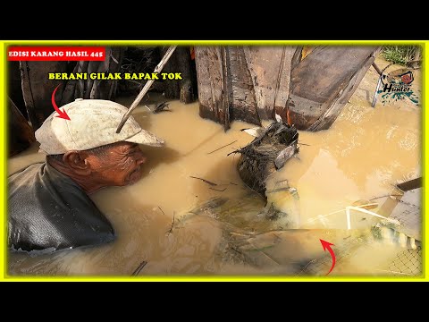 urat takut bapak ini putus!! berani terjun ke sungai untuk tangkap udang galah liar,