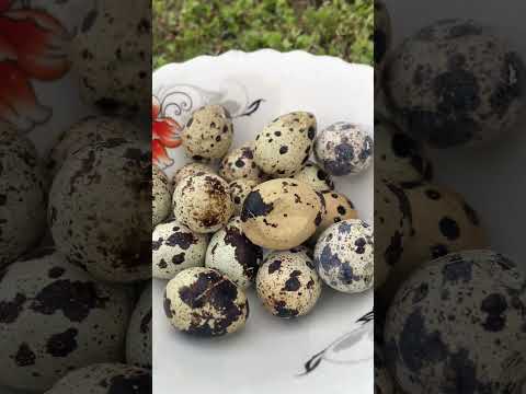 Survival Skills_ SIMPLE and USEFUL with idea #bushcraft #camping #outdoors