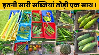आज की सबसे बड़ी सब्जियों की हार्वेस्टिंग 🌱 | Terrace Garden Vegetables Harvesting India