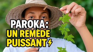 Cette plante amère est un trésor caché ! #plantesmedicinales