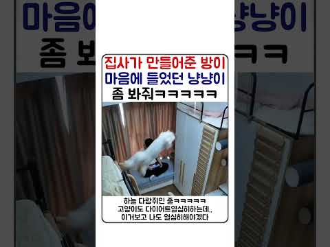 집사가 만들어준 방이 맘에 들었던 냥냥이ㅋㅋ