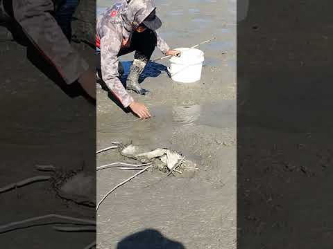 pinag tagpo pero pinag hiwalay ng higaan #seafood #viral #shortsvideo #shortsviral #crabs